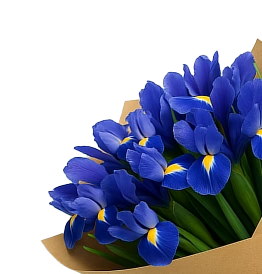 Ирисы