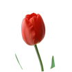 Тюльпаны